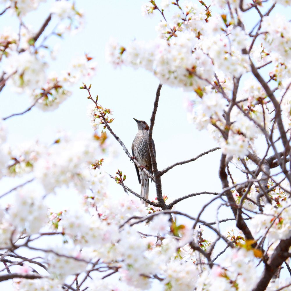 Photograph by Dinh Manh Ky