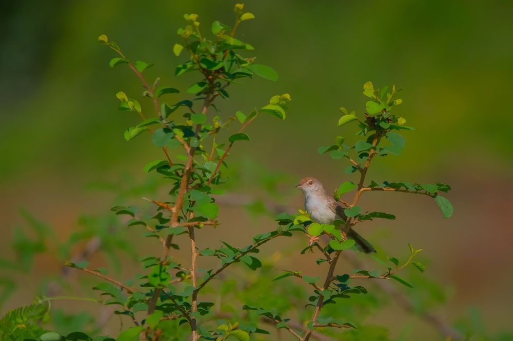 Photograph by Nitin Sidhpura