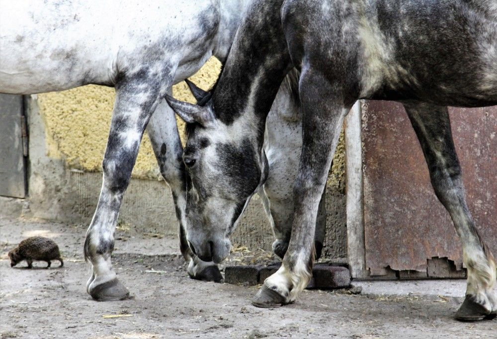 Коне-ежовая совместимость
