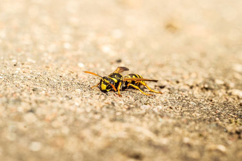 Photograph by Максим Маханов