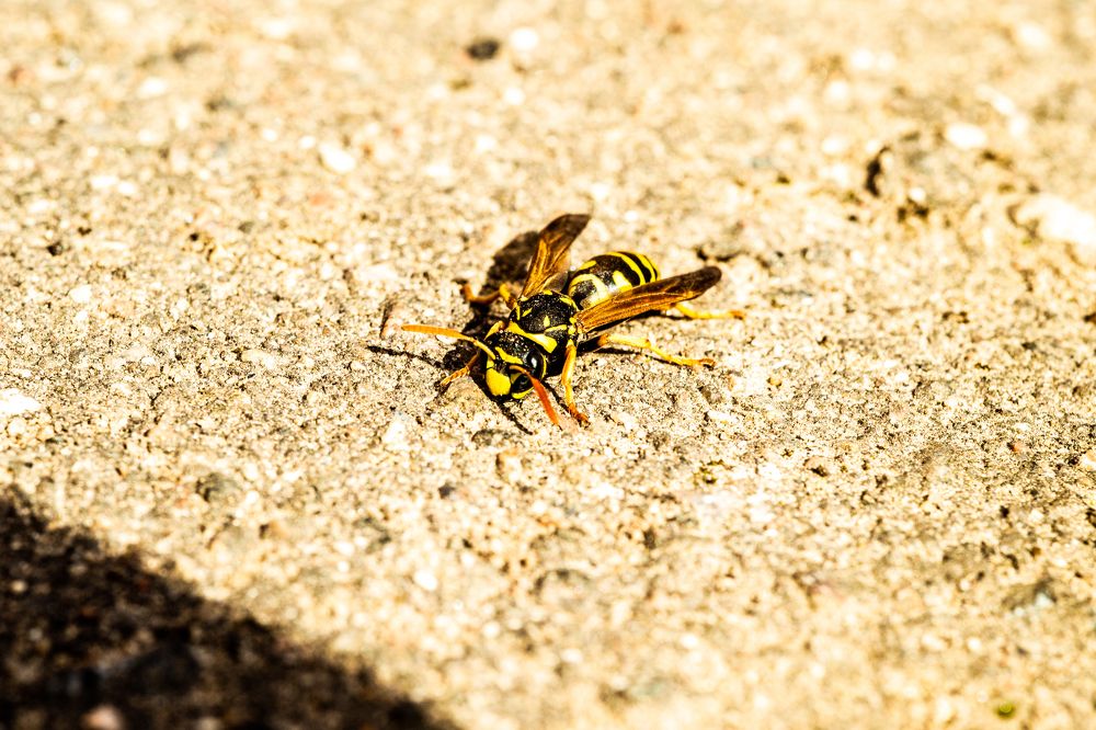 Photograph by Максим Маханов