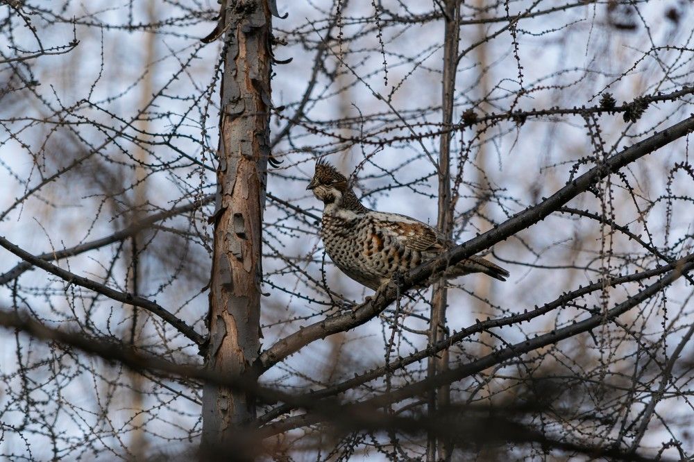 Photograph by Олег Яковлев