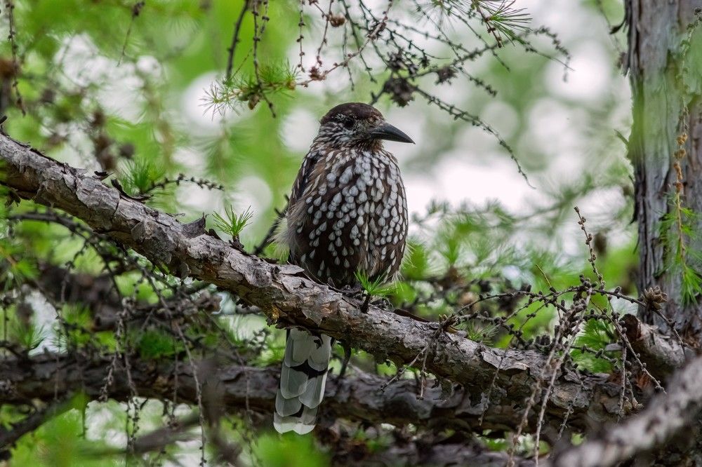 Photograph by Олег Яковлев