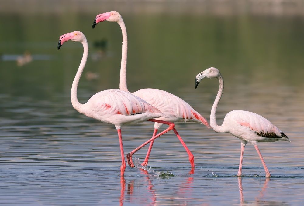 Photograph by Sugha Bapodara