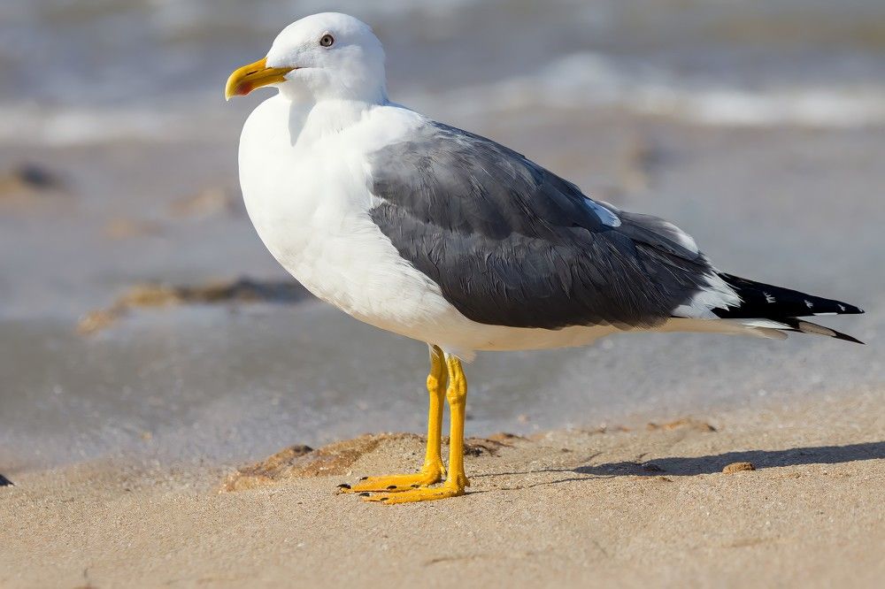 Photograph by Sugha Bapodara