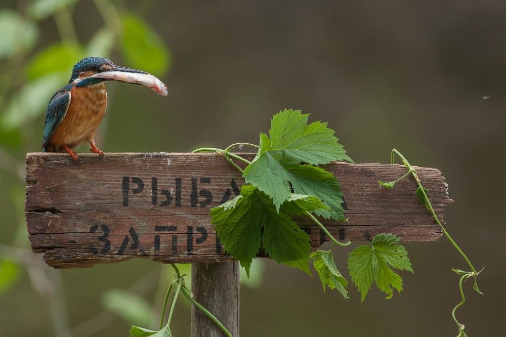 Photograph by Александр Чибиркин