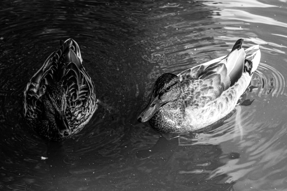 Photograph by Кристина Полякова