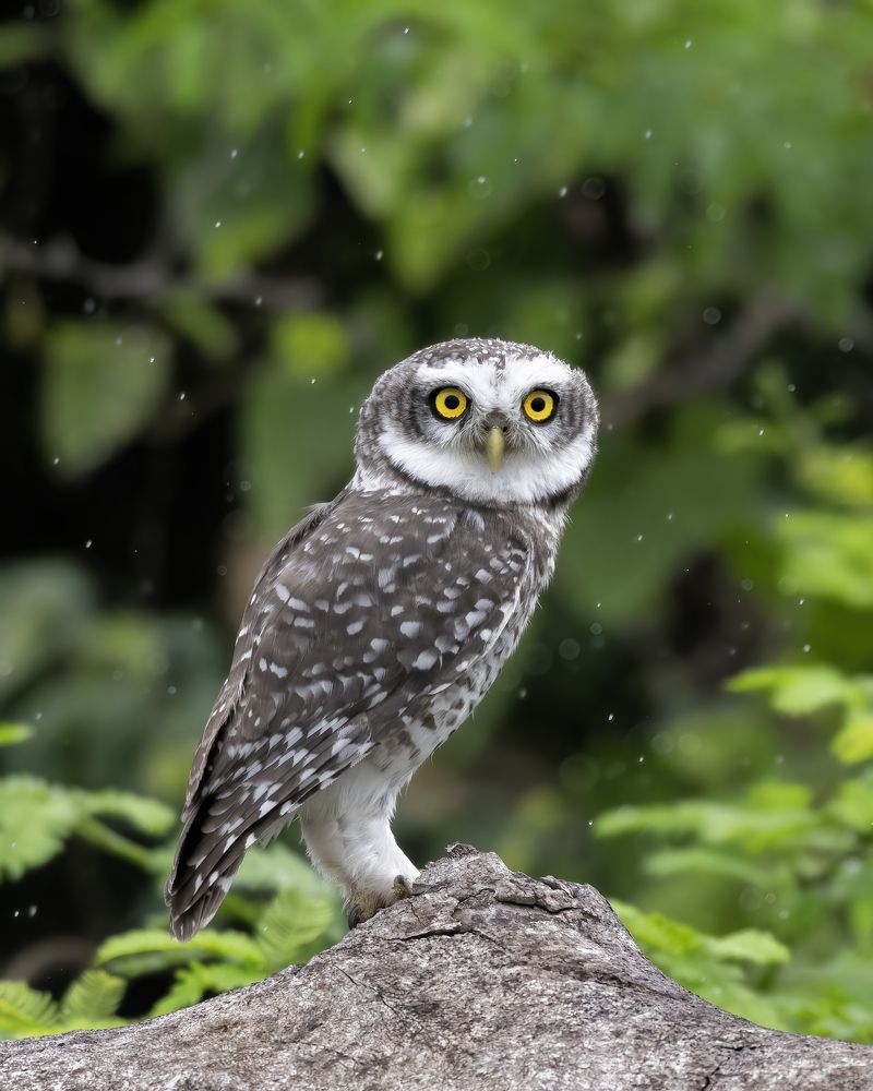 Photograph by Sushmeet Kathuria