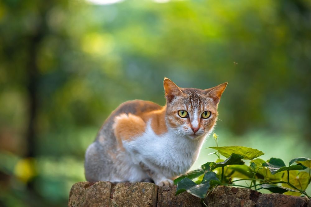 Фотография автора Sayan Mondal