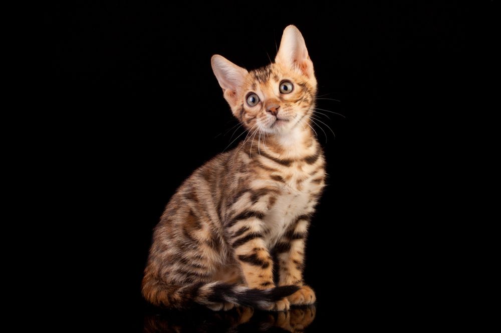 Photograph by Инга Стрижаченко