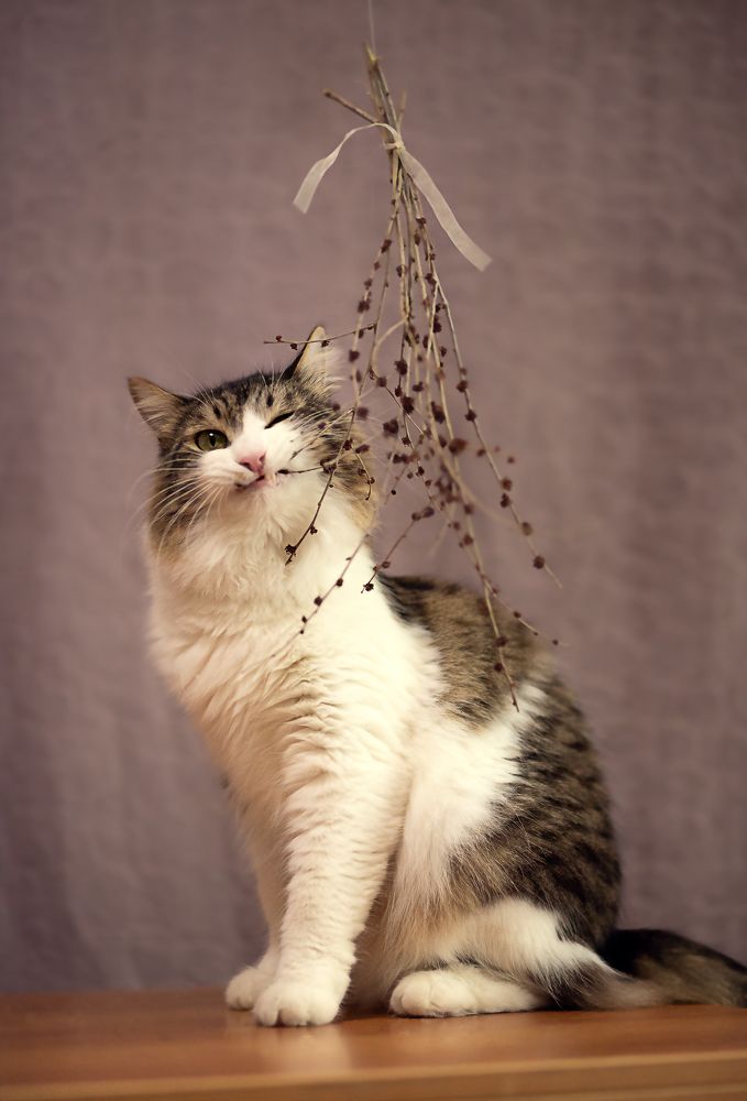 Photograph by Анастасия Пипко