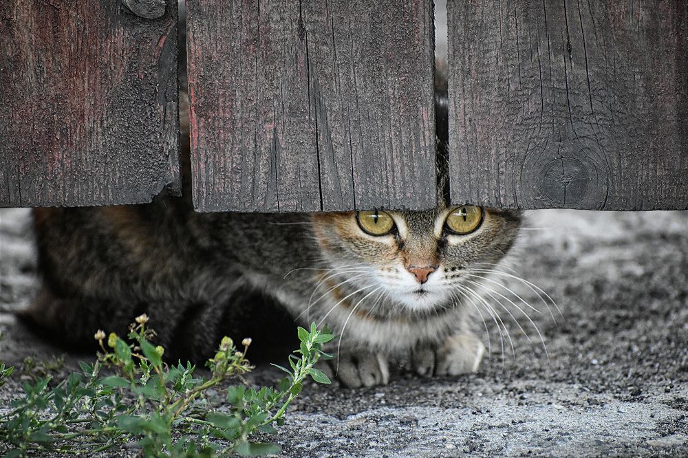 Наблюдение.