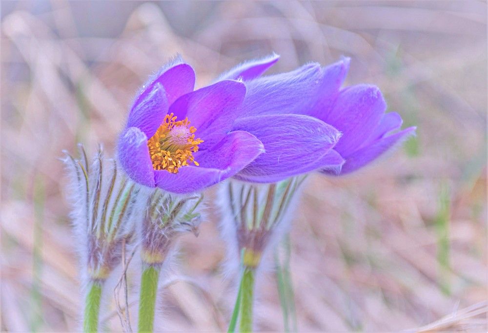 Photograph by Алексей Сиваков