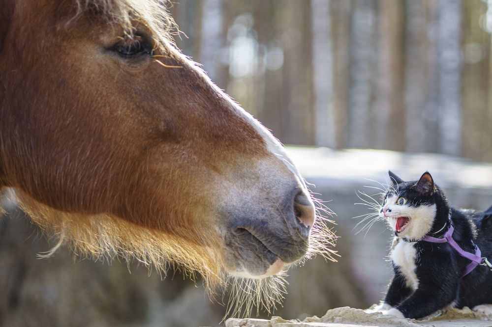 Photograph by Николай Анатольевич