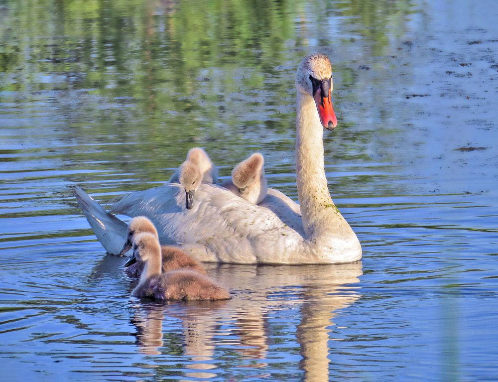 Photograph by Нина Будникова