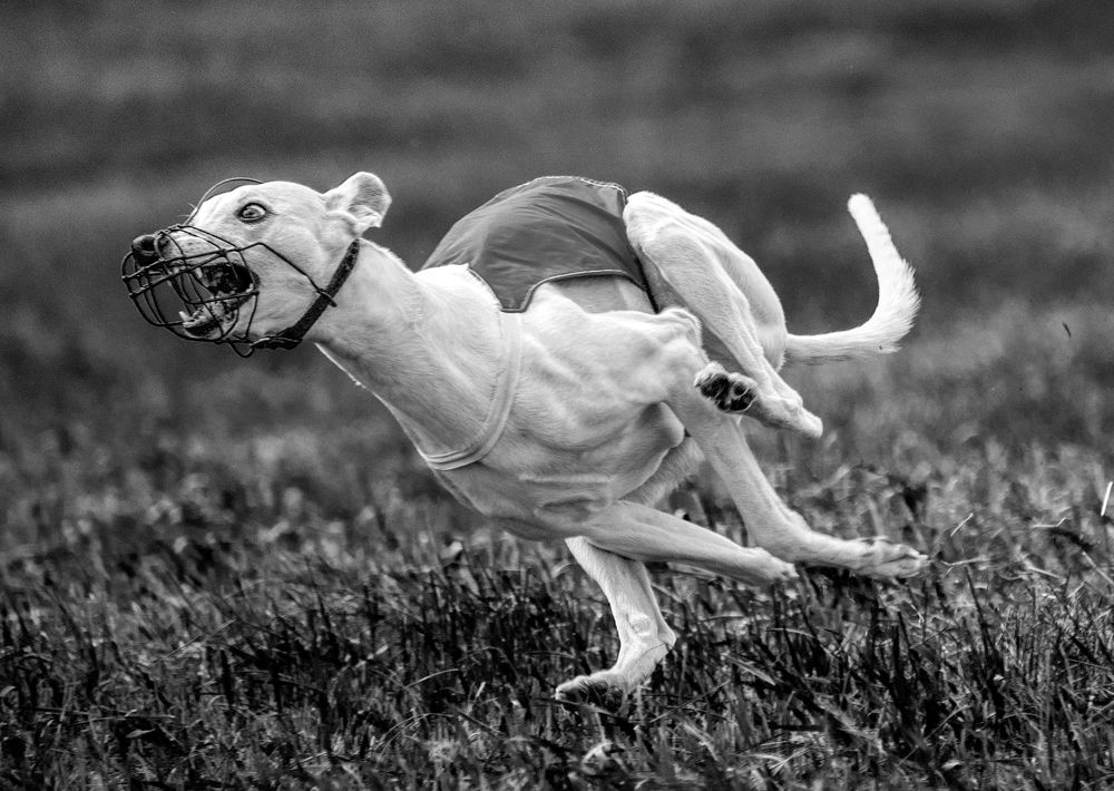 Photograph by Сергей Шварцман