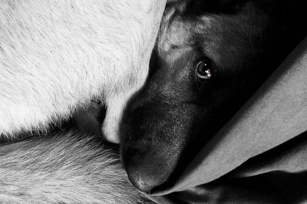 Photograph by Сергей Скоробогатов