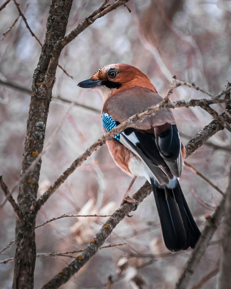 Photograph by Василий Лазарев