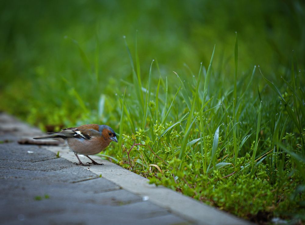 Фотография автора Юлия Носова