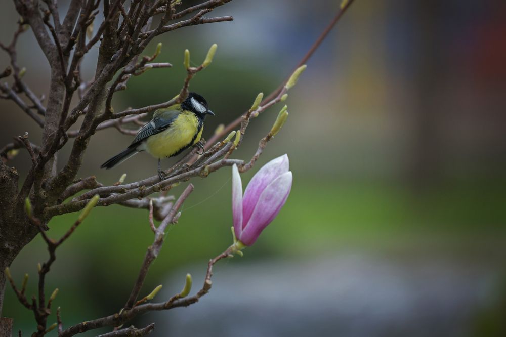 Фотография автора Юлия Носова