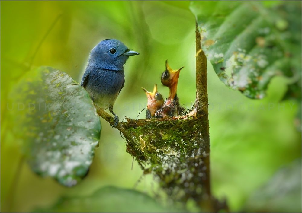 Photograph by Uddika Amarasinghe