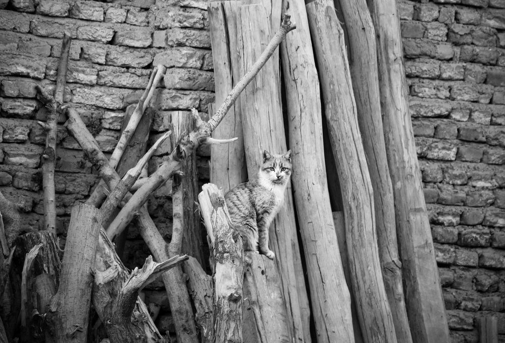 Photograph by safoura asghari