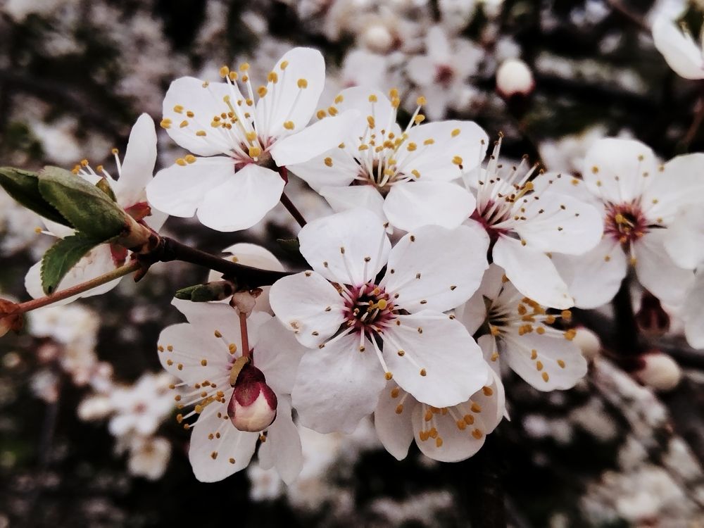 Фотография автора Olena Dyliurman