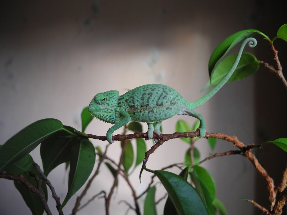 Маскировка