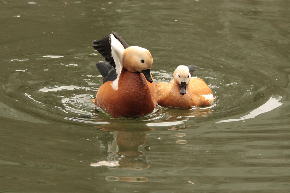 суровая утиная любовь