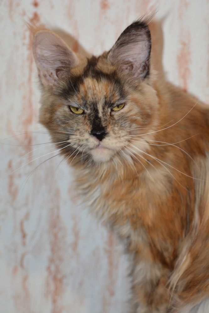 Photograph by Елена