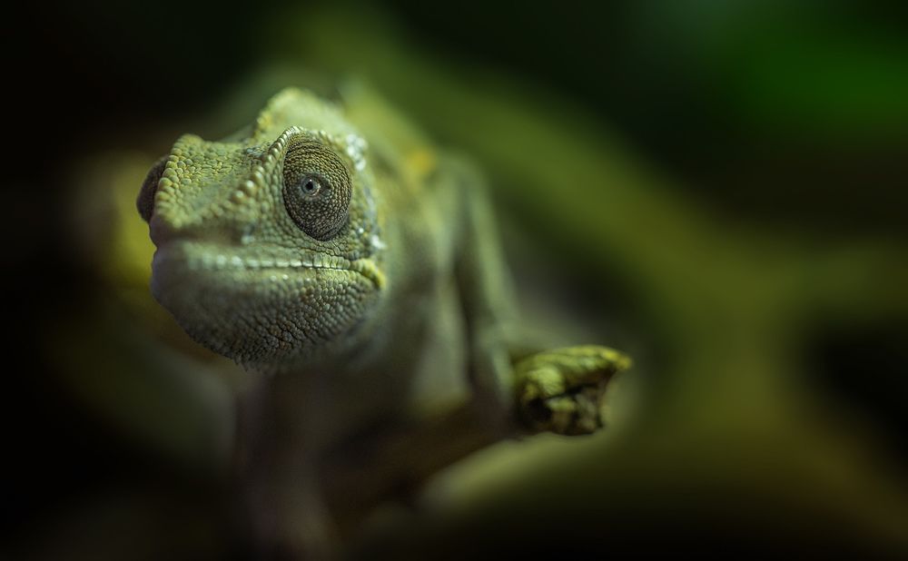 Пристальный взгляд