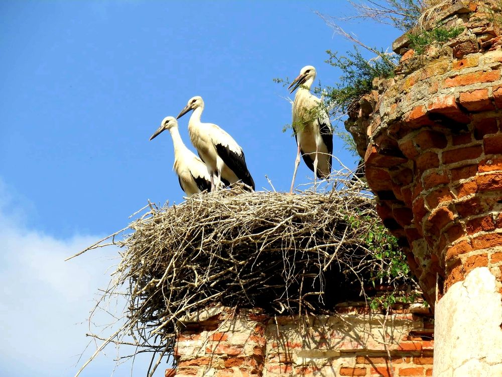 Фотография автора Ирина Лукьянчик