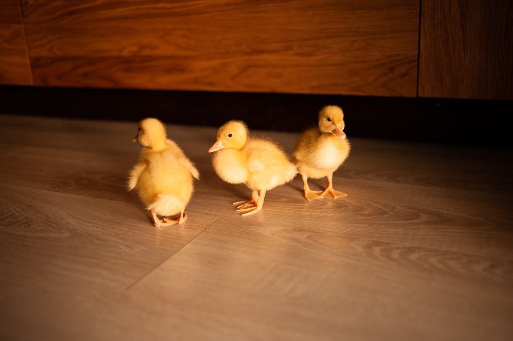 Photograph by Светлана Елисеева