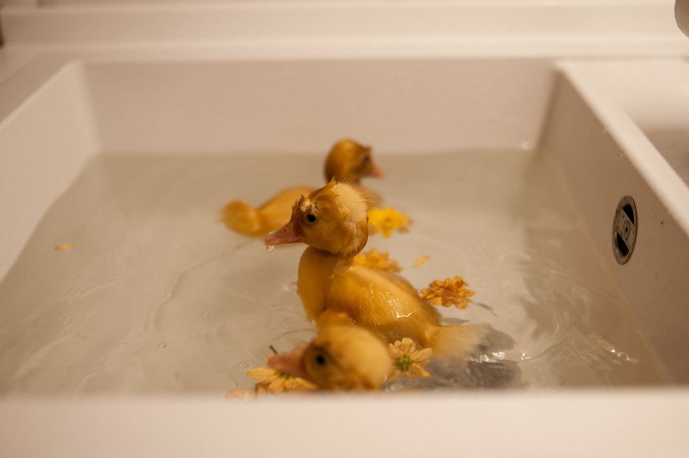 Photograph by Светлана Елисеева