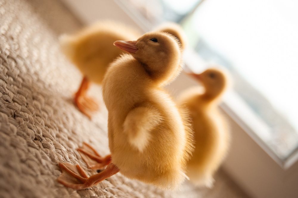 Photograph by Светлана Елисеева