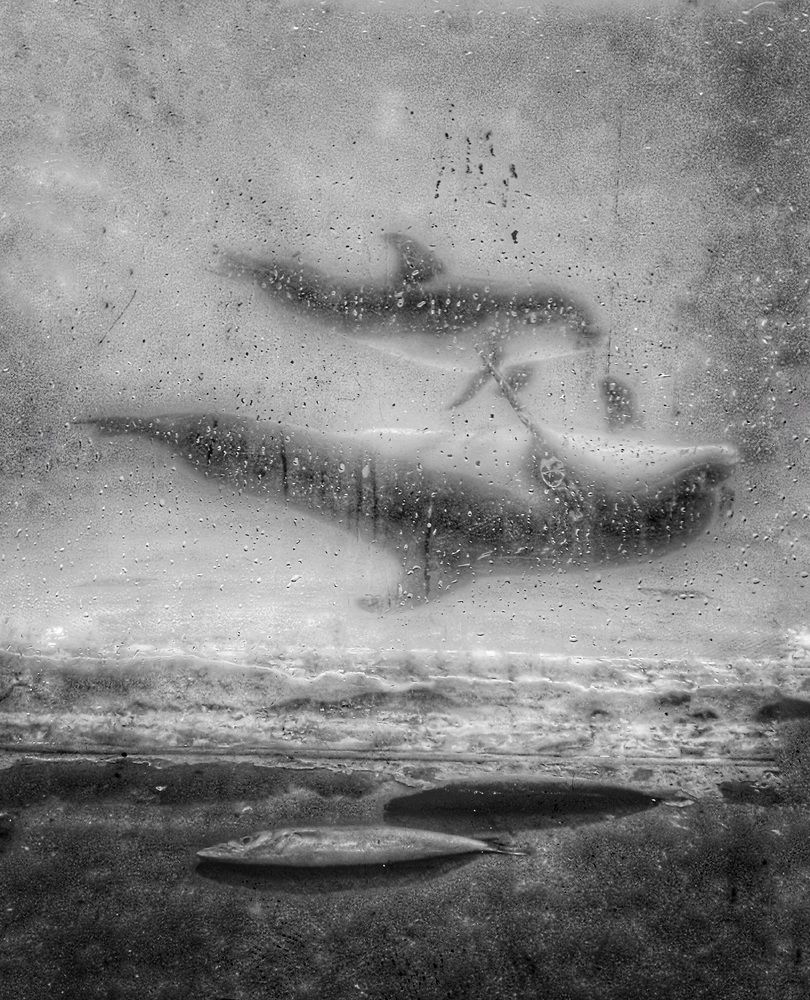 Photograph by abbas valadi