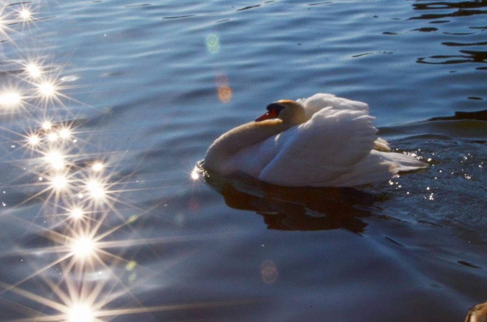 Photograph by Suzana Cakciri