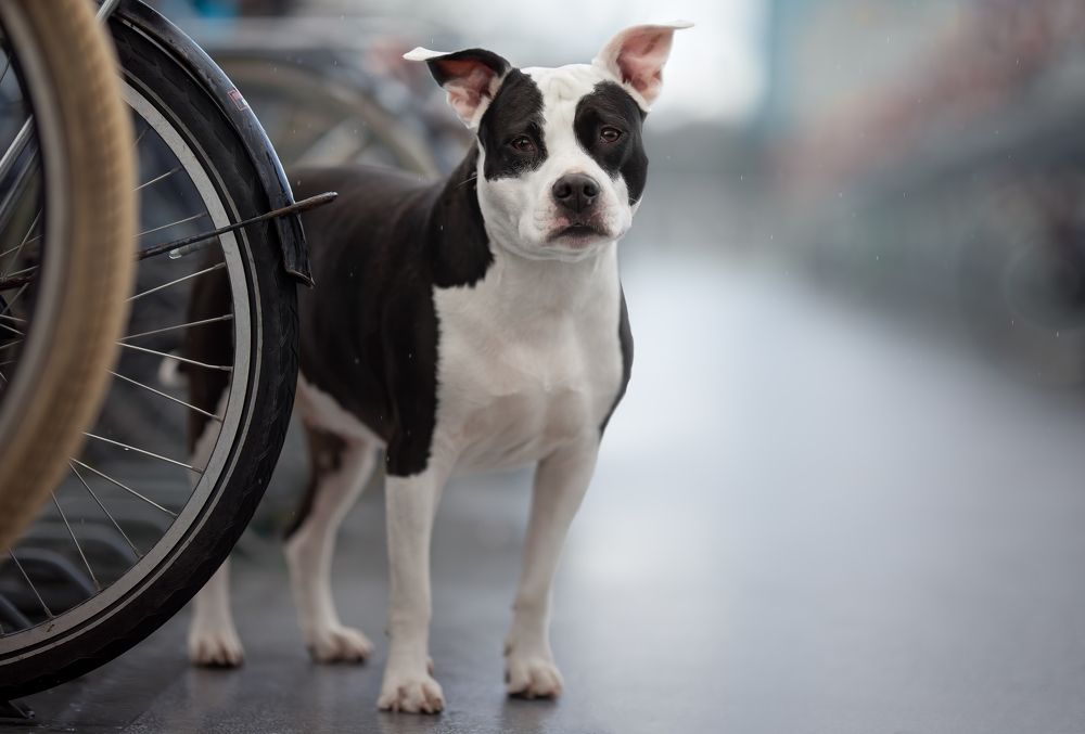 Photograph by Yong Lei van Barlingen