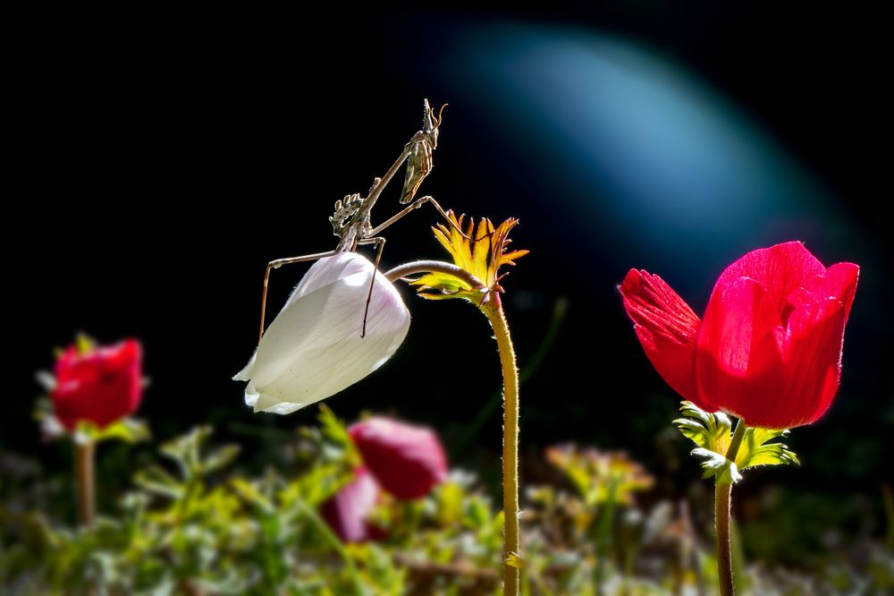 Photograph by Mustafa Öztürk