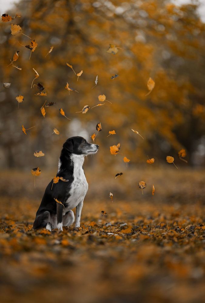 Photograph by Yong Lei van Barlingen