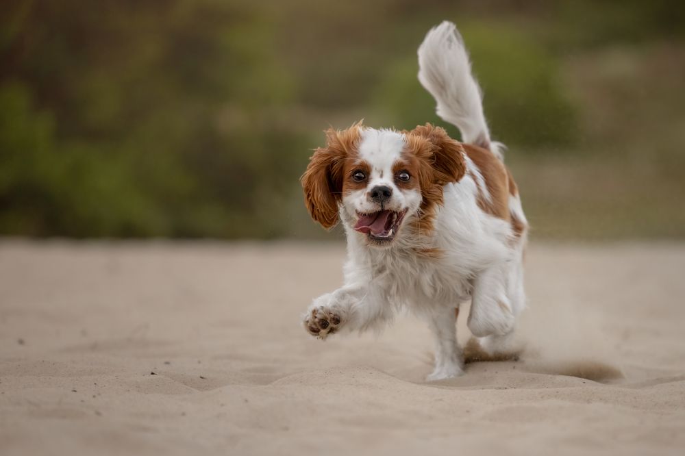 Photograph by Yong Lei van Barlingen