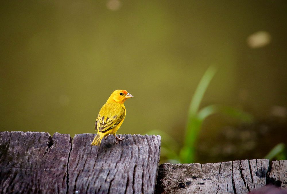 Photograph by Leonidas Ribeiro