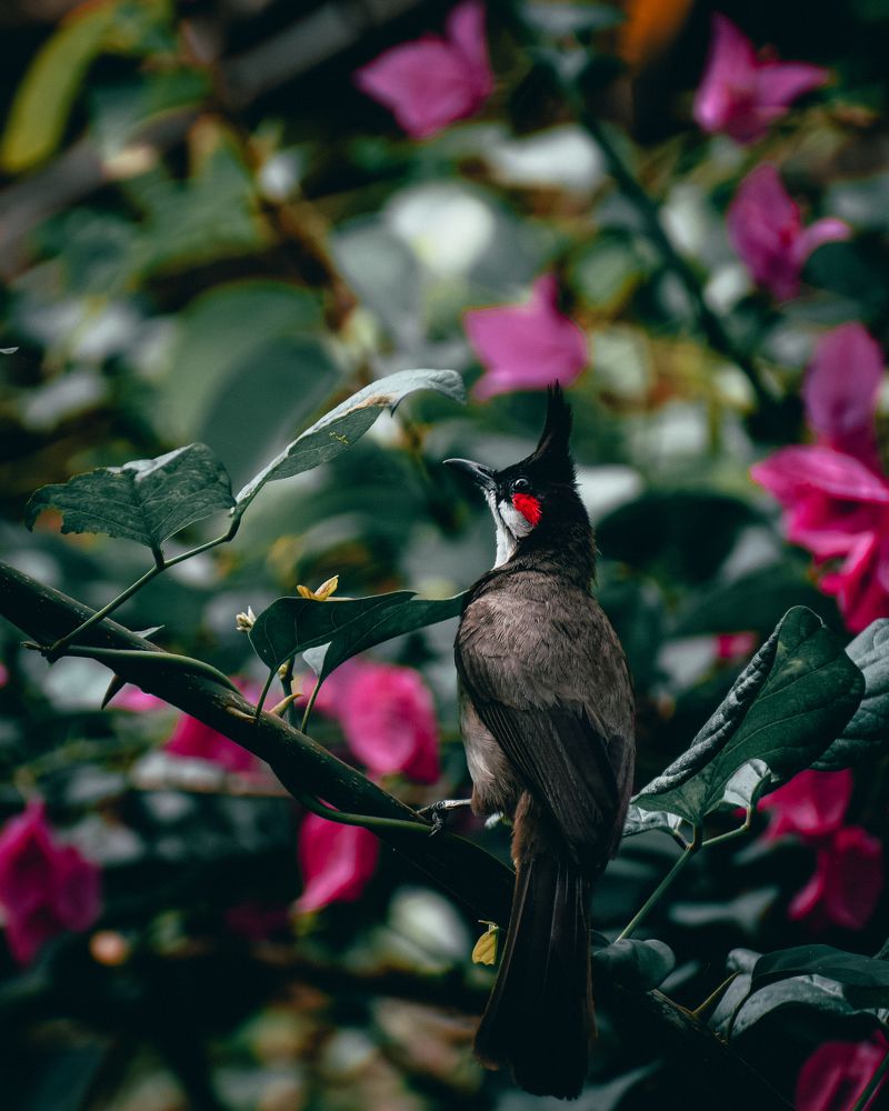 Photograph by Ashiq P F Mohammed