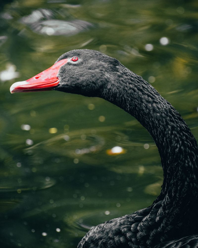 Photograph by Ashiq P F Mohammed