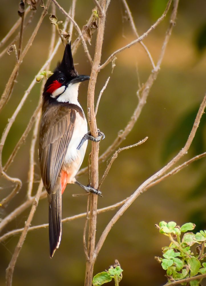 Photograph by Sudipto Chatterjee