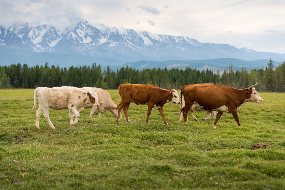 Photograph by Ольга Некрасова