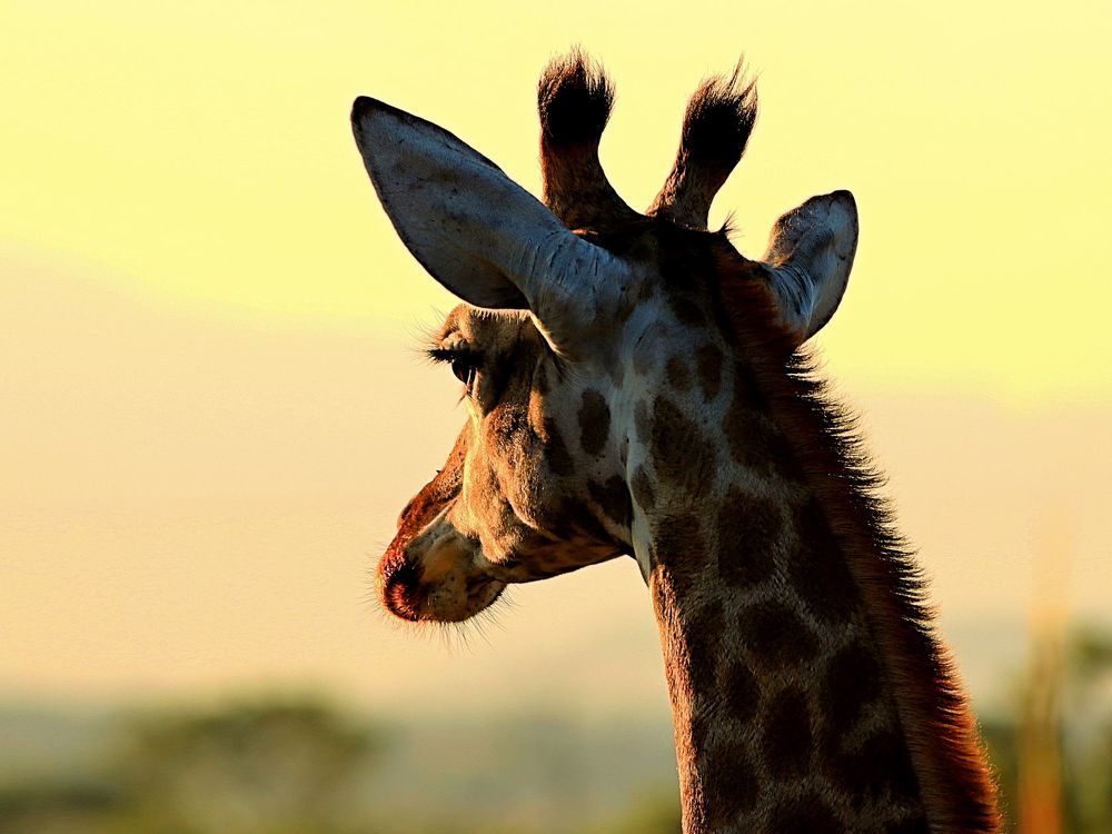 Photograph by Jacques Nel