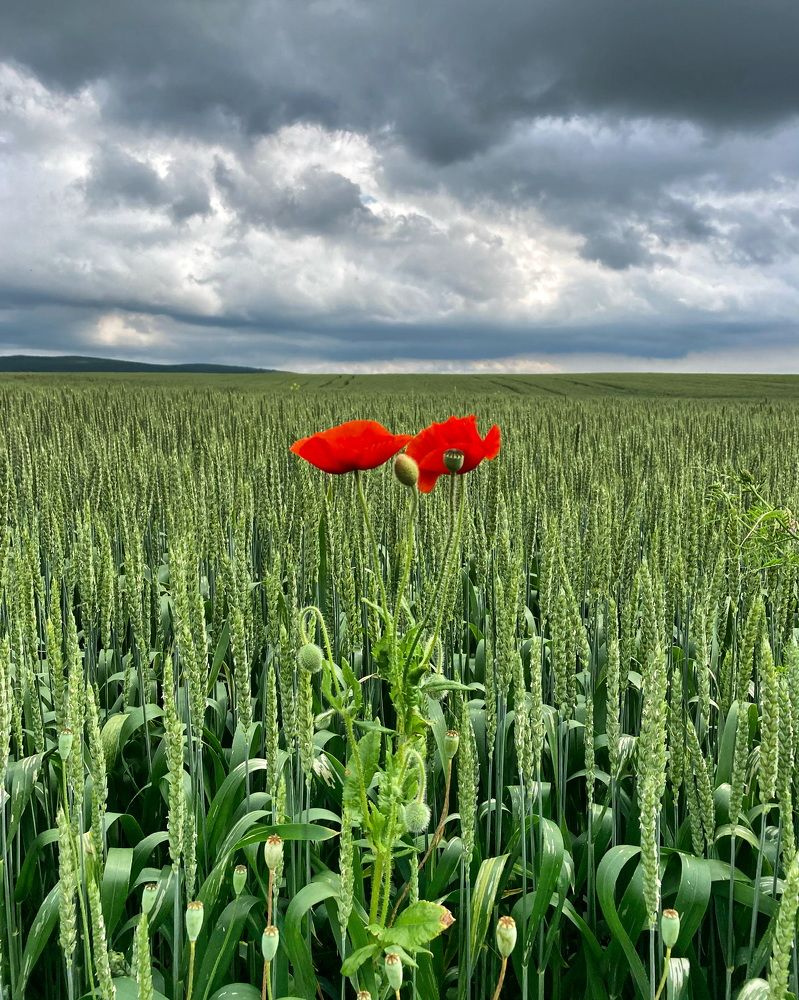 Photograph by Анастасия Соколова