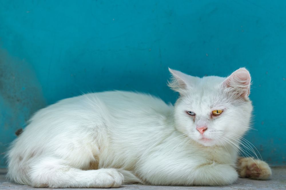 Photograph by Iftekhar Hossain