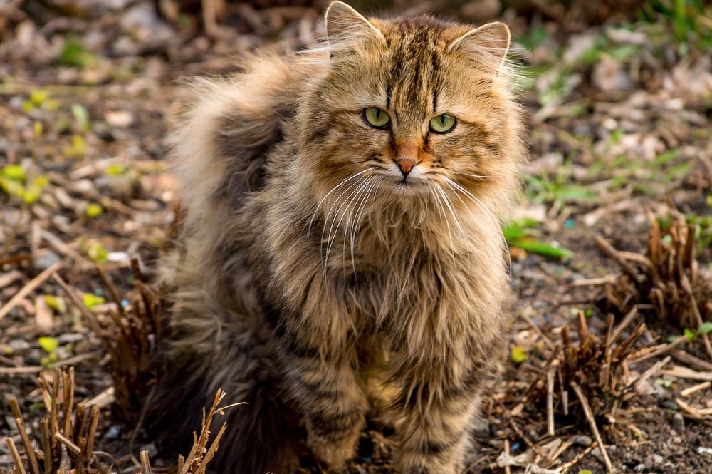 Фотография автора Александр Сенчуров